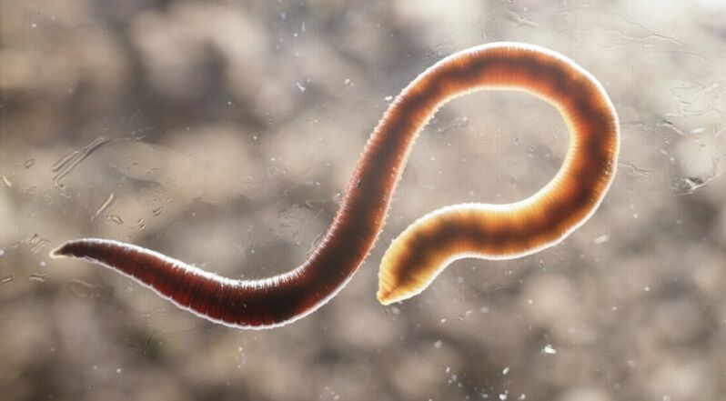 a worm parasite from the human body